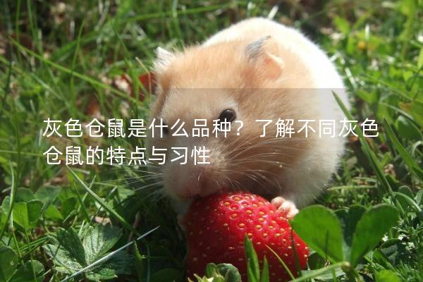 灰色仓鼠是什么品种?了解不同灰色仓鼠的特点与习性 灰色仓鼠是什么品种?了解不同灰色仓鼠的特点与习性