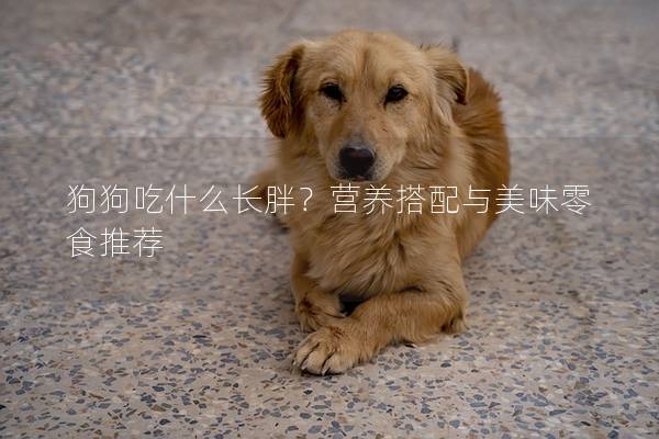 狗狗吃什么长胖？营养搭配与美味零食推荐