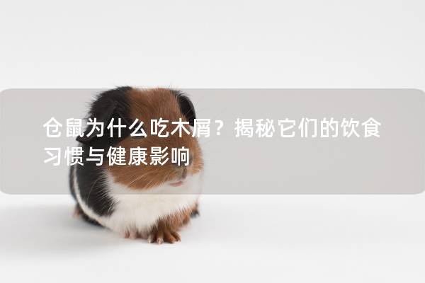 仓鼠为什么吃木屑?揭秘它们的饮食习惯与健康影响 仓鼠为什么吃木屑?揭秘它们的饮食习惯与健康影响