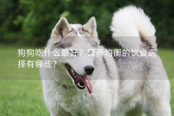 狗狗吃什么最好？营养均衡的饮食选择有哪些？