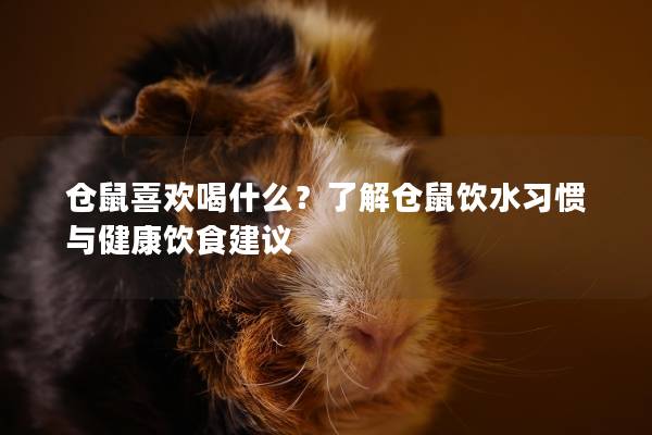 仓鼠喜欢喝什么？了解仓鼠饮水习惯与健康饮食建议