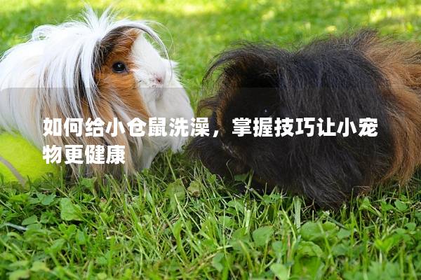 如何给小仓鼠洗澡，掌握技巧让小宠物更健康