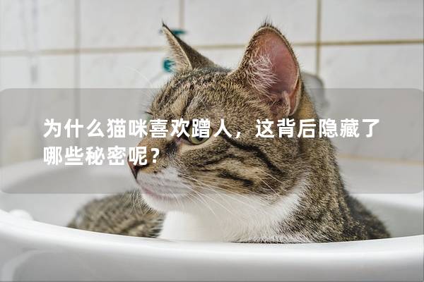 为什么猫咪喜欢蹭人，这背后隐藏了哪些秘密呢？