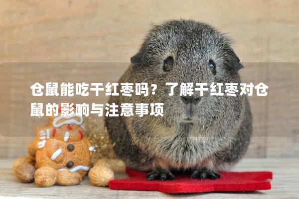 仓鼠能吃干红枣吗？了解干红枣对仓鼠的影响与注意事项