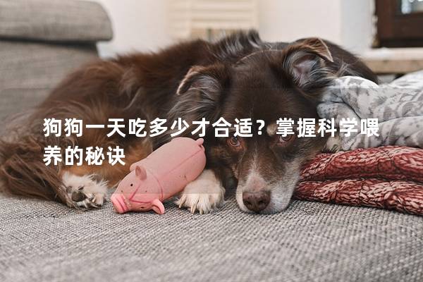 狗狗一天吃多少才合适？掌握科学喂养的秘诀