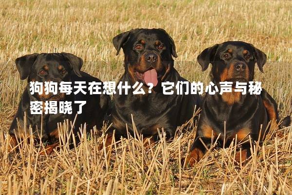 狗狗每天在想什么？它们的心声与秘密揭晓了