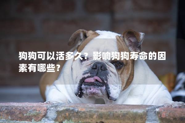 狗狗可以活多久?影响狗狗寿命的因素有哪些? 狗狗可以活多久?影响狗狗寿命的因素有哪些?