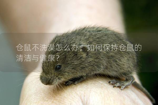 仓鼠不洗澡怎么办，如何保持仓鼠的清洁与健康？