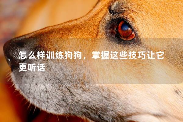 怎么样训练狗狗，掌握这些技巧让它更听话