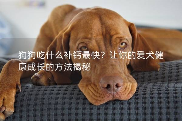 狗狗吃什么补钙最快？让你的爱犬健康成长的方法揭秘