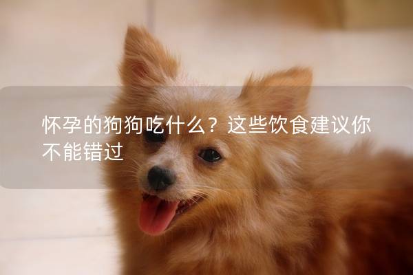 怀孕的狗狗吃什么？这些饮食建议你不能错过