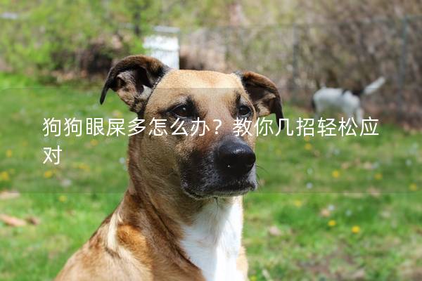 狗狗眼屎多怎么办?教你几招轻松应对 狗狗眼屎多怎么办?教你几招轻松应对