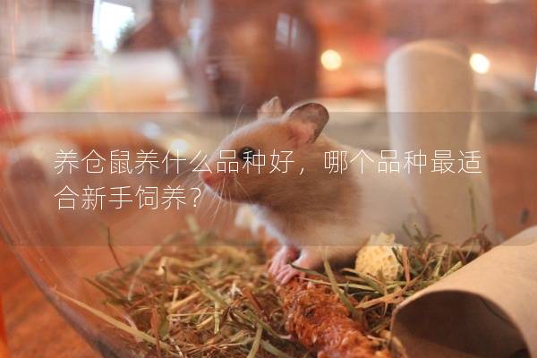养仓鼠养什么品种好，哪个品种最适合新手饲养？