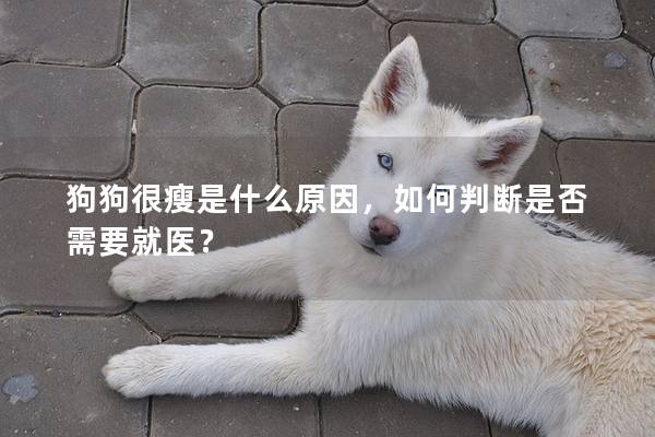 狗狗很瘦是什么原因，如何判断是否需要就医？