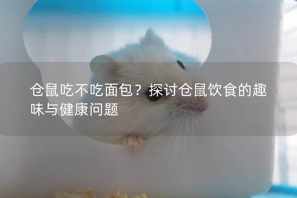 仓鼠吃不吃面包？探讨仓鼠饮食的趣味与健康问题