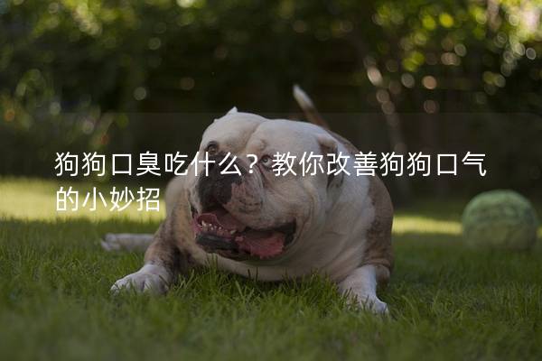 狗狗口臭吃什么？教你改善狗狗口气的小妙招