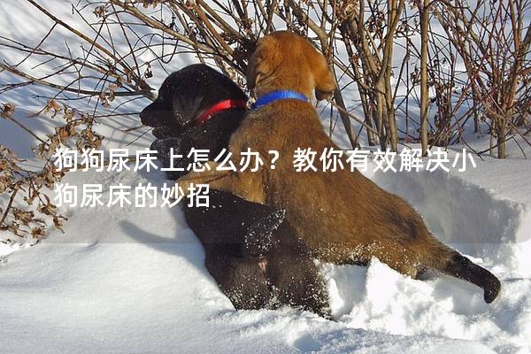 狗狗尿床上怎么办？教你有效解决小狗尿床的妙招