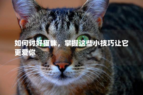 如何讨好猫咪，掌握这些小技巧让它更爱你