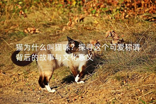 猫为什么叫猫咪?探寻这个可爱称谓背后的故事与文化意义 猫为什么叫猫咪?探寻这个可爱称谓背后的故事与文化意义