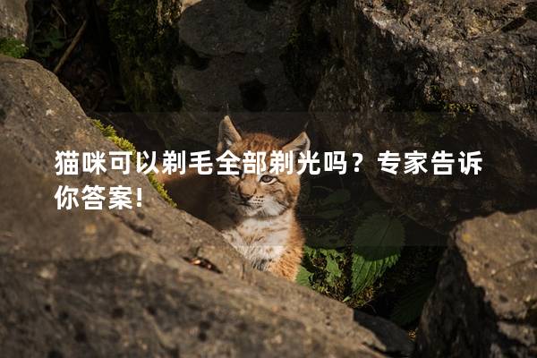猫咪可以剃毛全部剃光吗？专家告诉你答案!