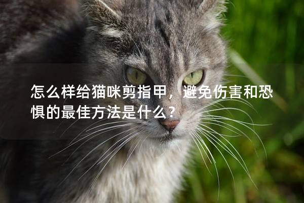 怎么样给猫咪剪指甲，避免伤害和恐惧的最佳方法是什么？