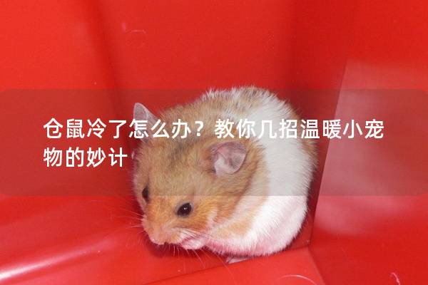仓鼠冷了怎么办？教你几招温暖小宠物的妙计