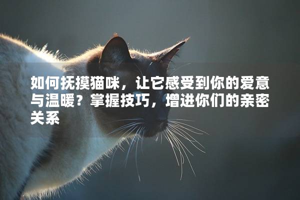 如何抚摸猫咪，让它感受到你的爱意与温暖？掌握技巧，增进你们的亲密关系