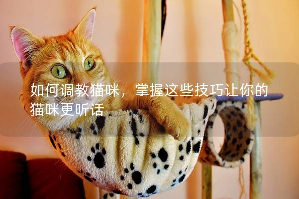 如何调教猫咪，掌握这些技巧让你的猫咪更听话