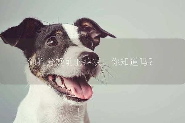 狗狗分娩前的症状，你知道吗？