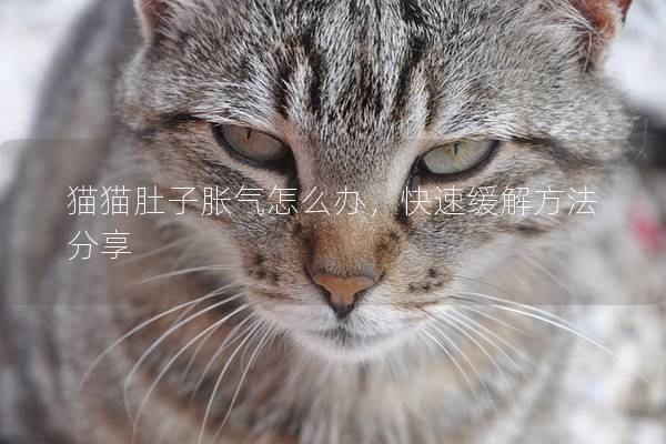 猫猫肚子胀气怎么办，快速缓解方法分享
