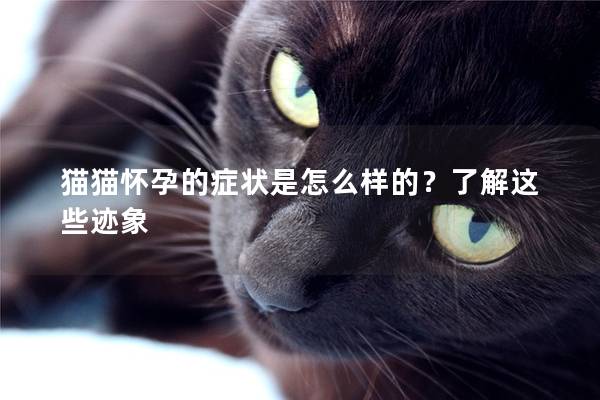 猫猫怀孕的症状是怎么样的?了解这些迹象 猫猫怀孕的症状是怎么样的?了解这些迹象