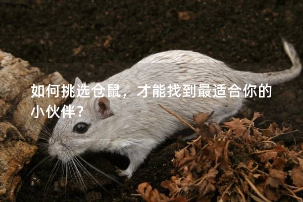 如何挑选仓鼠,才能找到最适合你的小伙伴? 如何挑选仓鼠,才能找到最适合你的小伙伴?