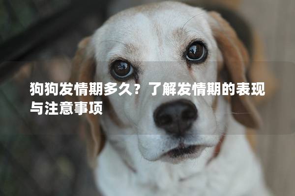 狗狗发情期多久？了解发情期的表现与注意事项