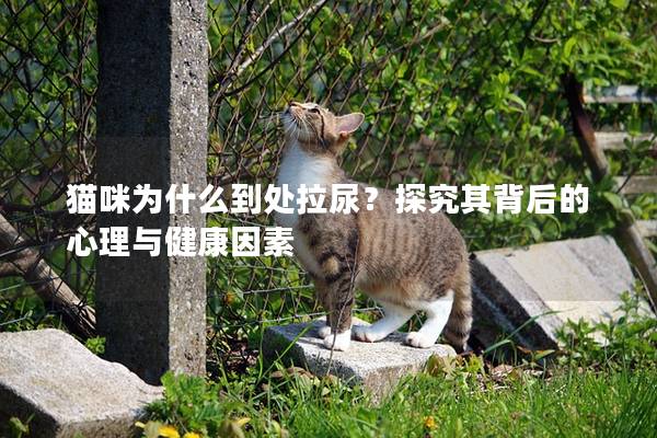 猫咪为什么到处拉尿?探究其背后的心理与健康因素 猫咪为什么到处拉尿?探究其背后的心理与健康因素