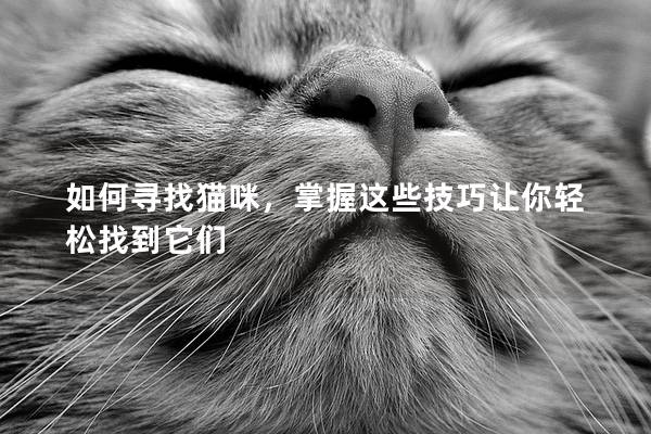 如何寻找猫咪，掌握这些技巧让你轻松找到它们