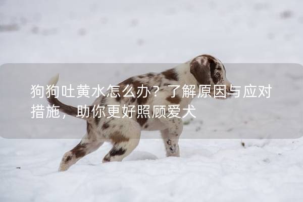 狗狗吐黄水怎么办？了解原因与应对措施，助你更好照顾爱犬