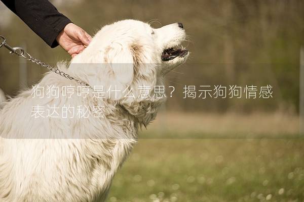 狗狗哼哼是什么意思？揭示狗狗情感表达的秘密