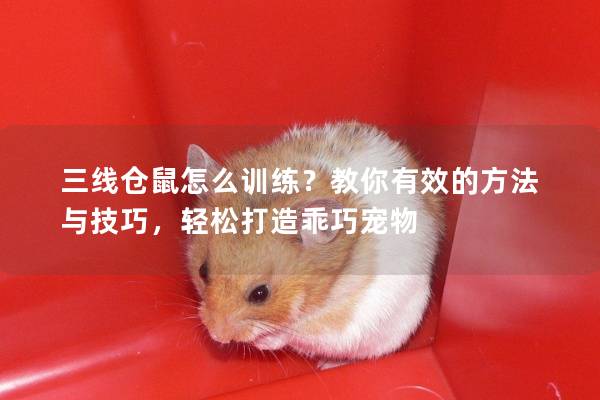 三线仓鼠怎么训练？教你有效的方法与技巧，轻松打造乖巧宠物