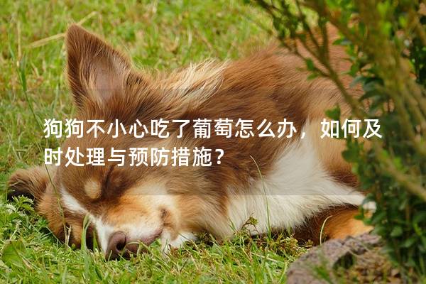 狗狗不小心吃了葡萄怎么办，如何及时处理与预防措施？