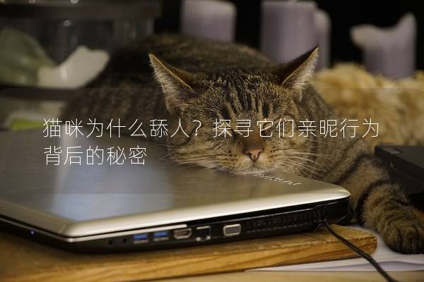 猫咪为什么舔人？探寻它们亲昵行为背后的秘密