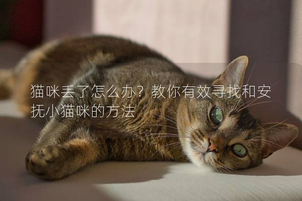 猫咪丢了怎么办？教你有效寻找和安抚小猫咪的方法