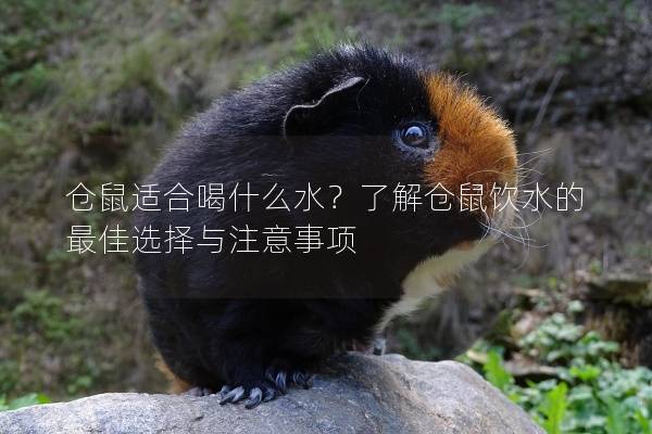 仓鼠适合喝什么水？了解仓鼠饮水的最佳选择与注意事项