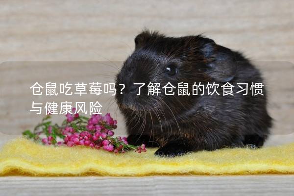 仓鼠吃草莓吗？了解仓鼠的饮食习惯与健康风险