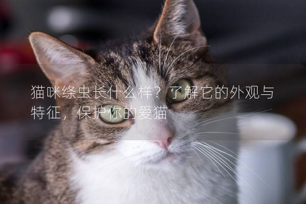 猫咪绦虫长什么样？了解它的外观与特征，保护你的爱猫