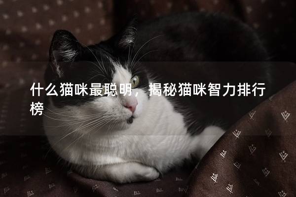 什么猫咪最聪明,揭秘猫咪智力排行榜 什么猫咪最聪明,揭秘猫咪智力排行榜