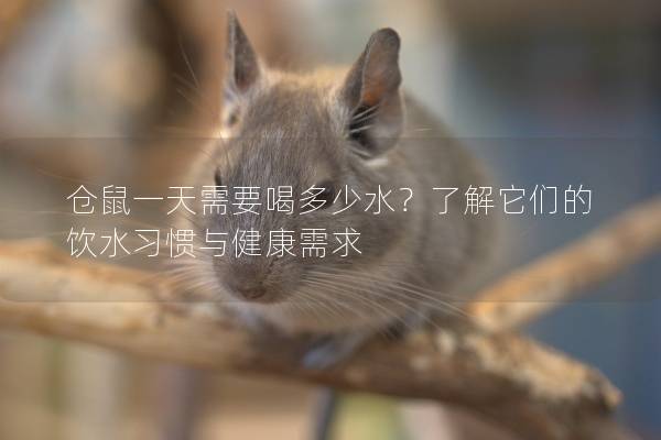 仓鼠一天需要喝多少水？了解它们的饮水习惯与健康需求