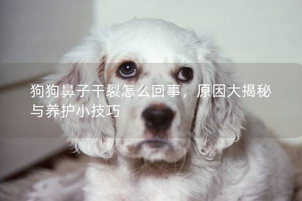 狗狗鼻子干裂怎么回事,原因大揭秘与养护小技巧 狗狗鼻子干裂怎么回事,原因大揭秘与养护小技巧