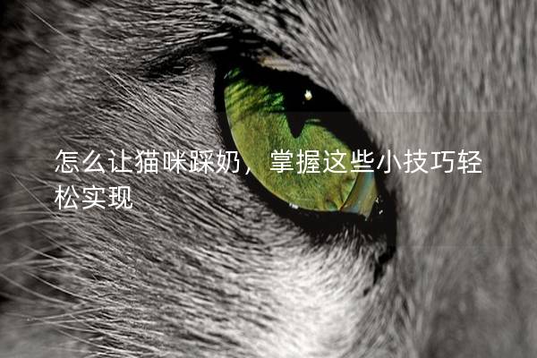 怎么让猫咪踩奶，掌握这些小技巧轻松实现