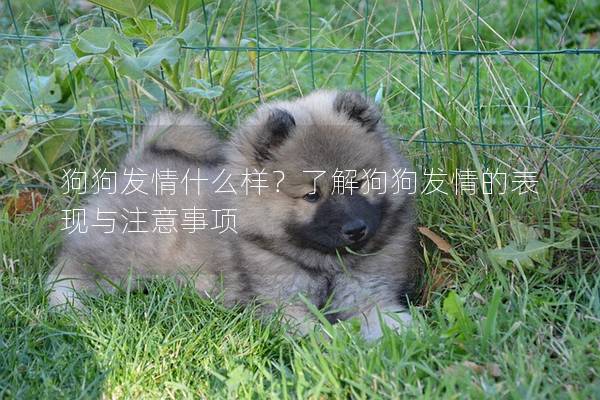狗狗发情什么样？了解狗狗发情的表现与注意事项