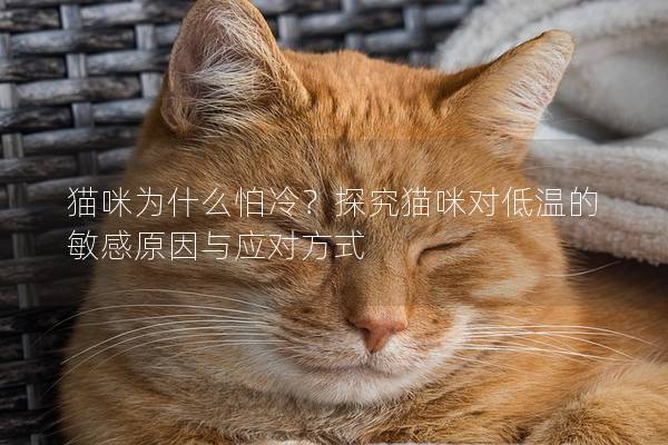 猫咪为什么怕冷？探究猫咪对低温的敏感原因与应对方式